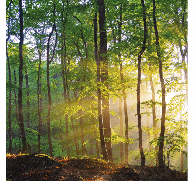 Tree blind for natural light in forest - TenStickers