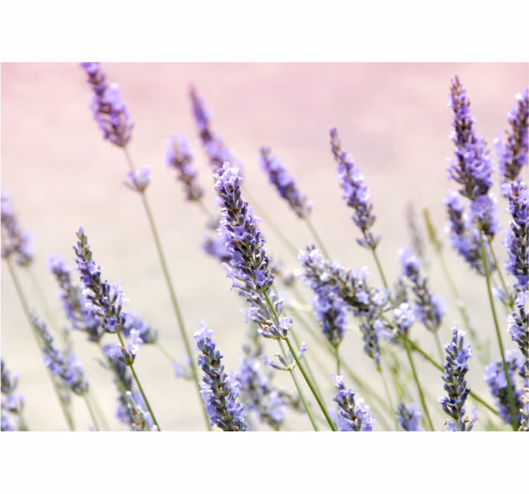 Kitchen roller blind a bunch of purple flowers - TenStickers
