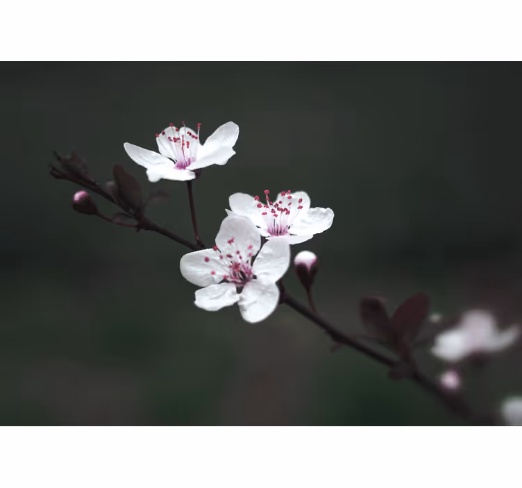 Living room blind in elegant feminine cherry blossom - TenStickers