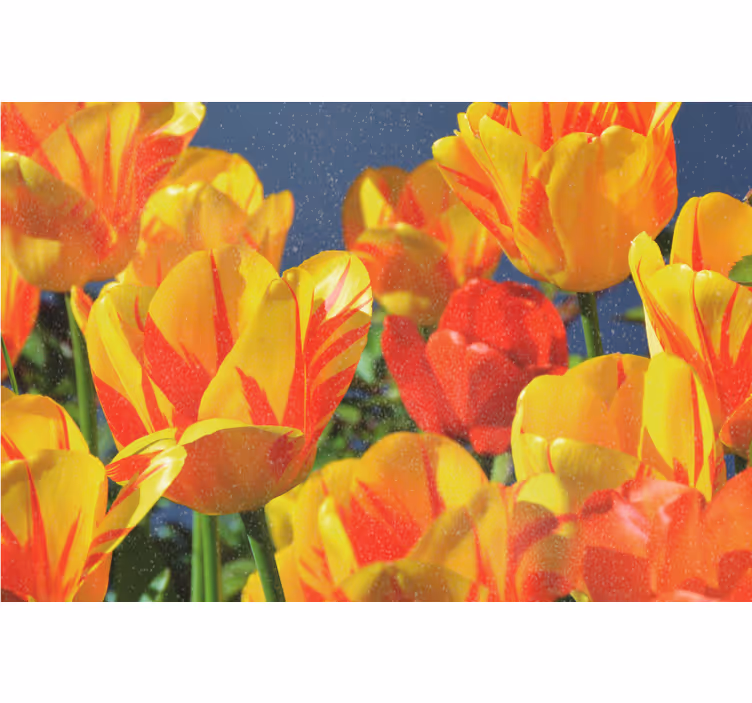 Living room blind in red and yellow tulips - TenStickers
