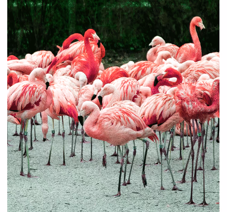 Nice flamingos on water living room blind - TenStickers