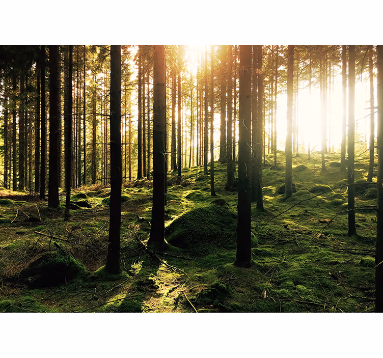 Living room blind sunlit forest - TenStickers