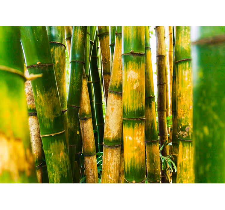 Blind green bamboo forest view - TenStickers