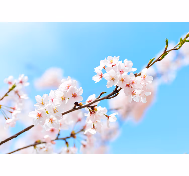 Living room blind white cherry blossom design - TenStickers