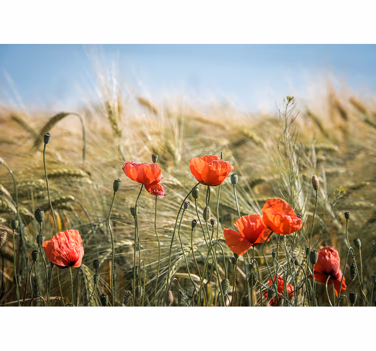 Living room blind poppies in summer wheat - TenStickers