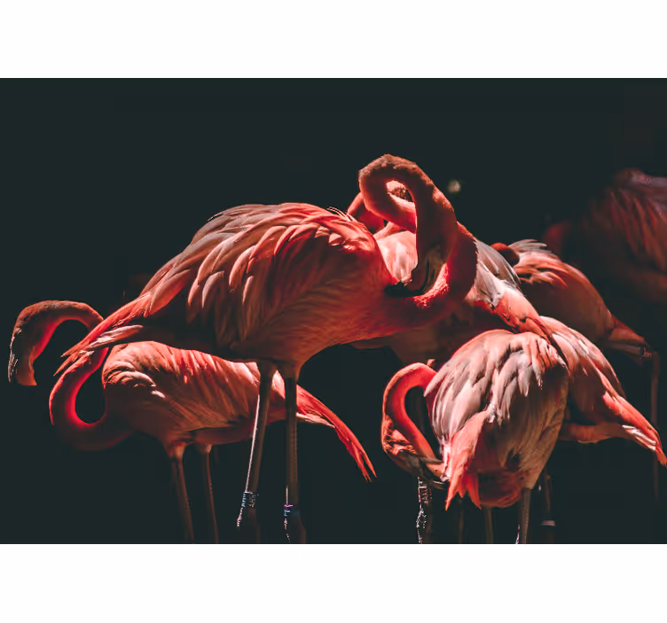 Living room blind with rim-lit pink flamingos - TenStickers