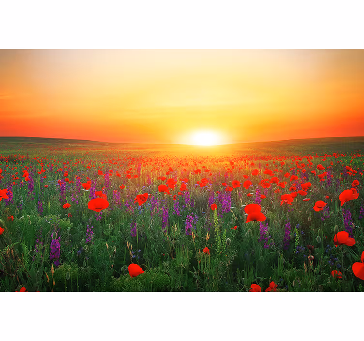 Living room blind red poppies field in sunlight - TenStickers