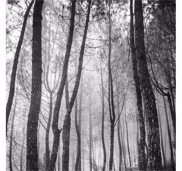 Living room blind foggy forest from above - TenStickers