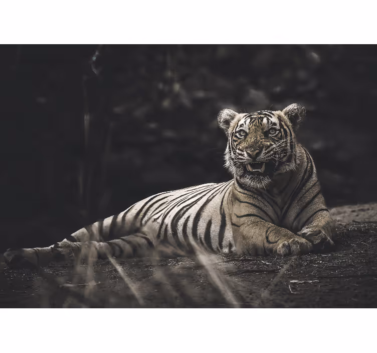 Living room blind tiger at rest - TenStickers