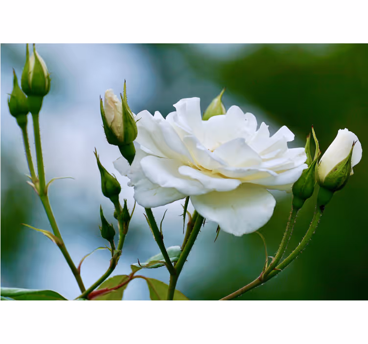 Living room blind white rose - TenStickers