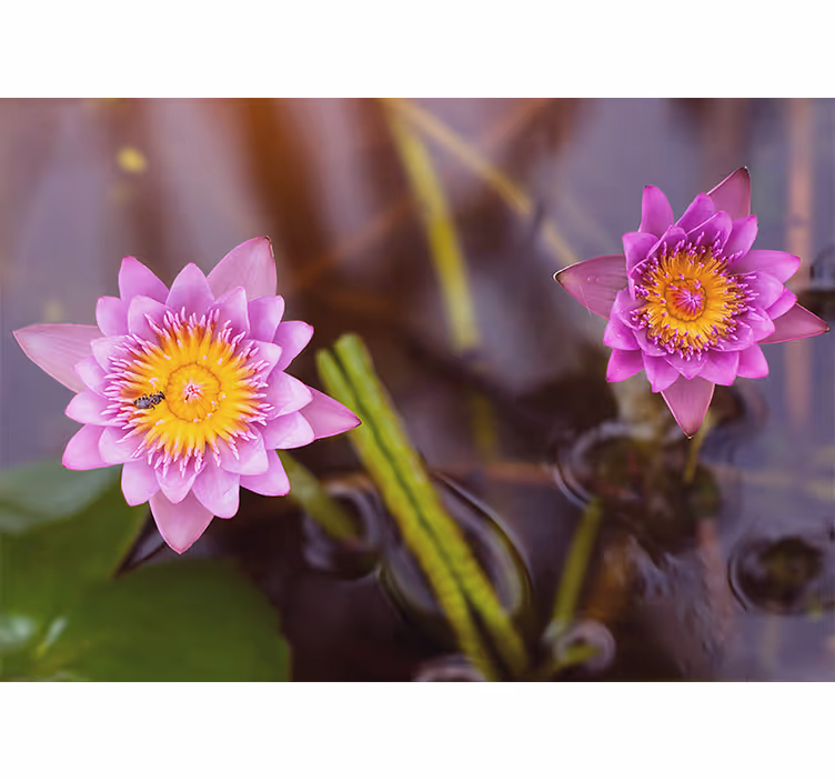 Pink purple lotus living room blind - TenStickers