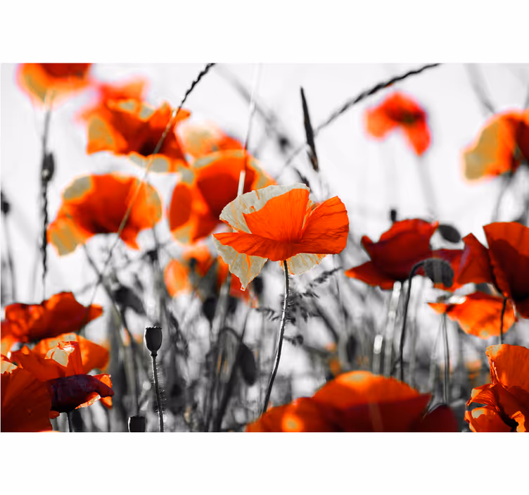 Living room blind poppy flowers red black - TenStickers