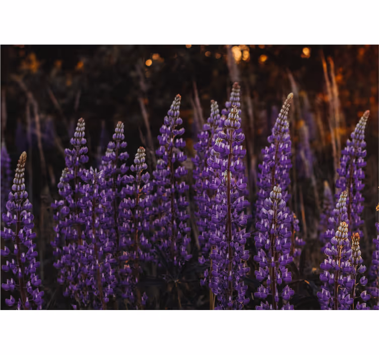 Living room blind forest revived by violet flowers - TenStickers