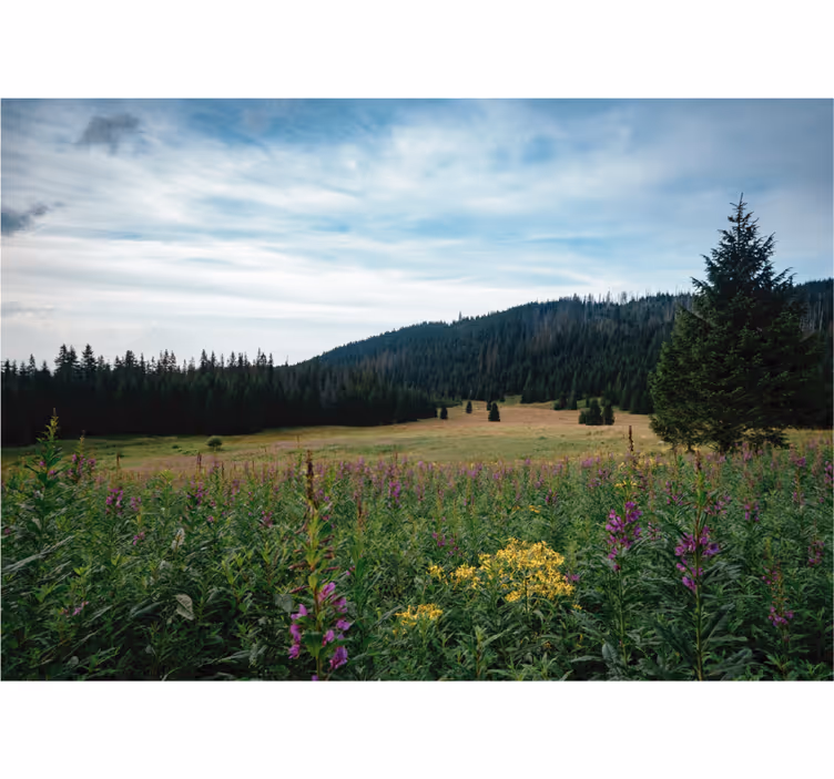 Living room blind tatra park in springtime - TenStickers