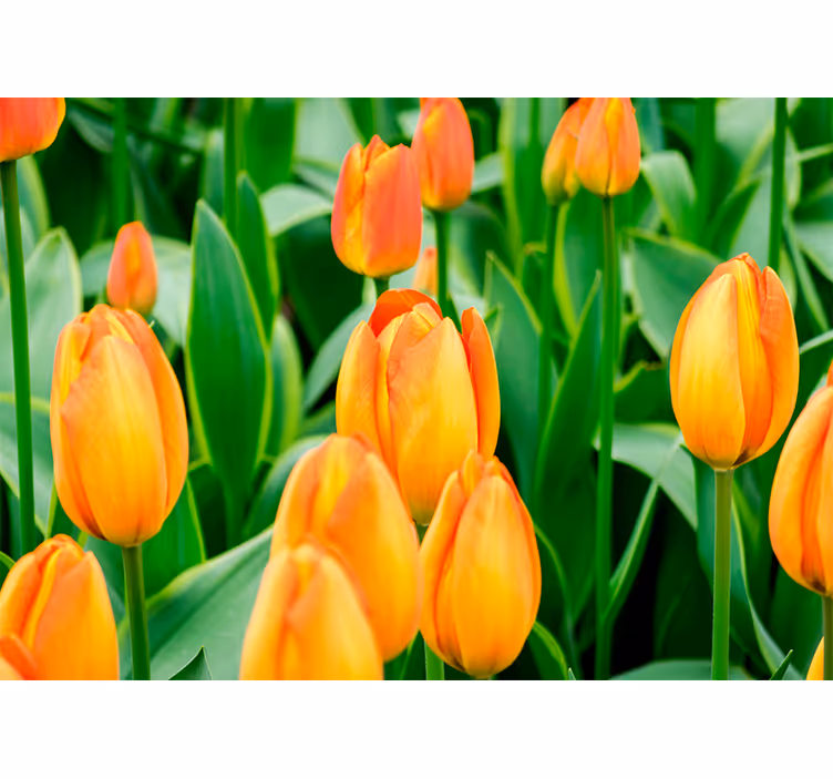 Living room blind orange tulip flowers design - TenStickers