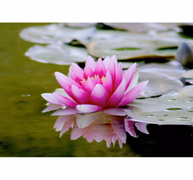 Living room blind with pink zen lotus flower - TenStickers