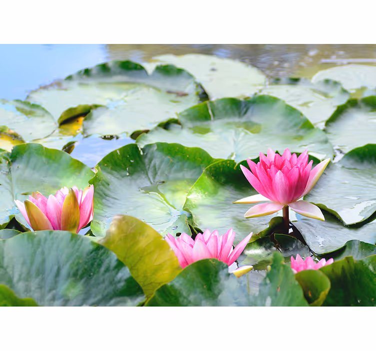 Living room blind lined lotus flowers - TenStickers
