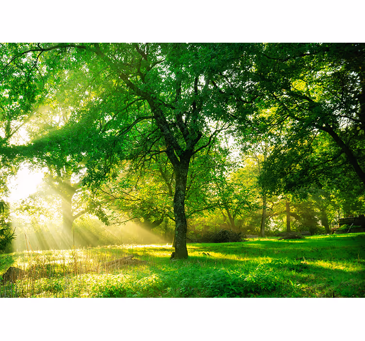 Living room blind in a vibrant green forest - TenStickers