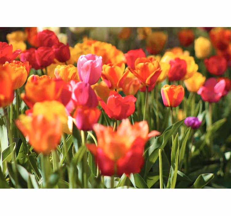 Living room blind with red and yellow tulips - TenStickers