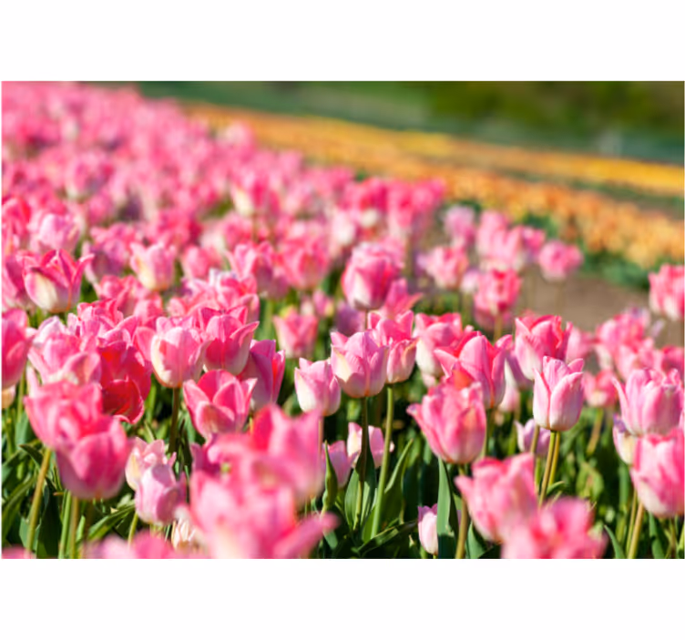 Living room blind tulip field design - TenStickers