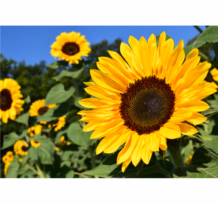 Living room blind beautiful sunflower close up - TenStickers