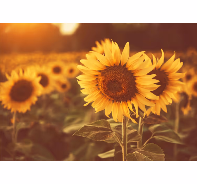 Living room blind romantic sunflower field - TenStickers