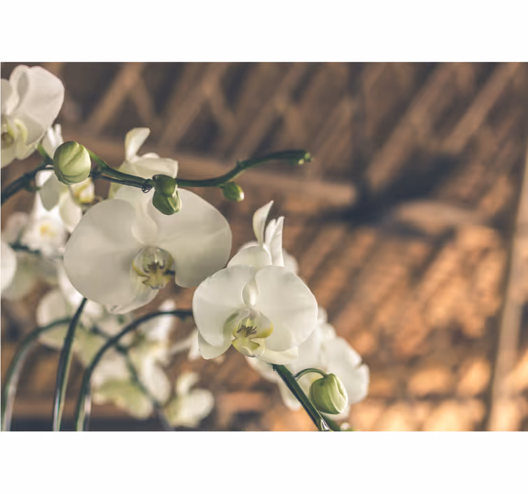 Living room blind in white orchid texture - TenStickers