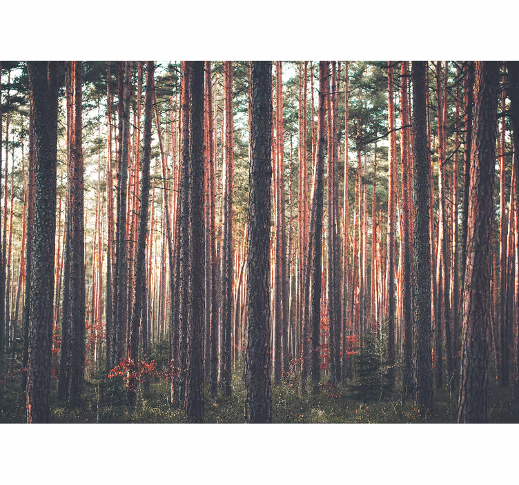 Living room blind deep forest tree landscape - TenStickers