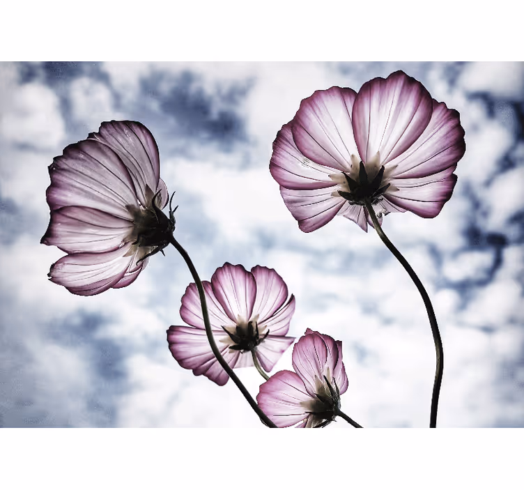 Living room blind with elegant purple cosmos design - TenStickers