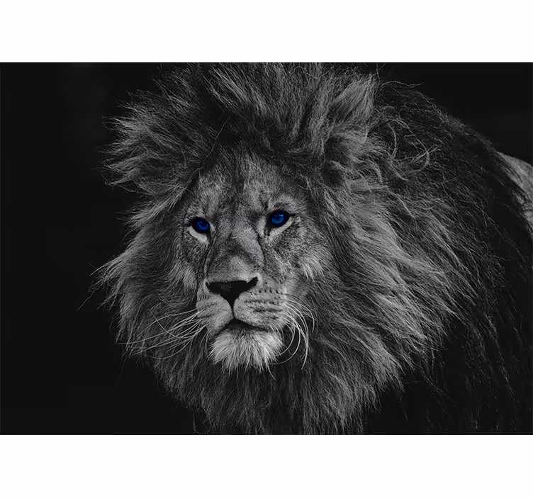 Blind grey blue-eyed lion - TenStickers