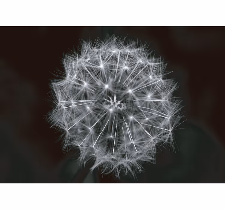 Blind grey dandelion flower grey - TenStickers