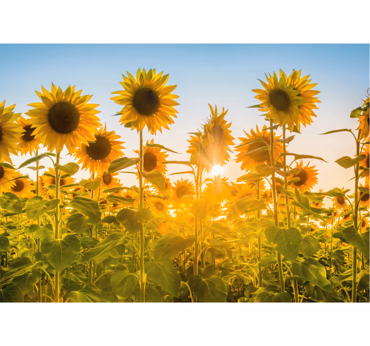 Blind bedroom sunflower field at sunrise - TenStickers