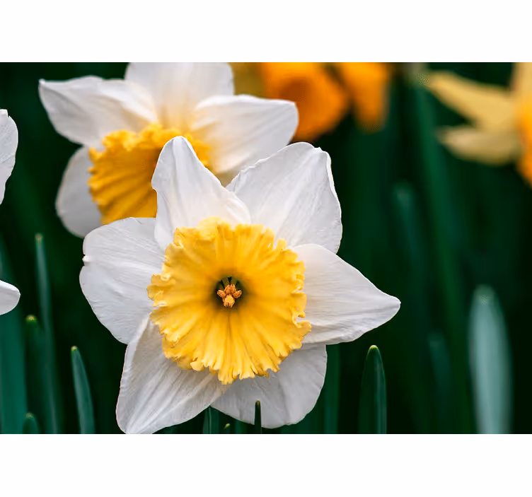 Blind bedroom close up of white and orange daffodils - TenStickers