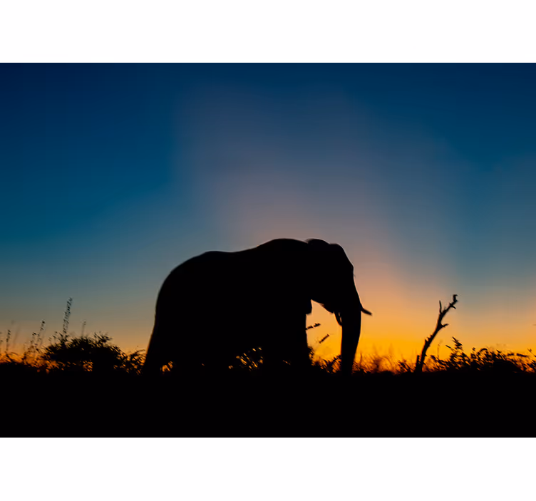 Blind bedroom with african elephant silhouette - TenStickers