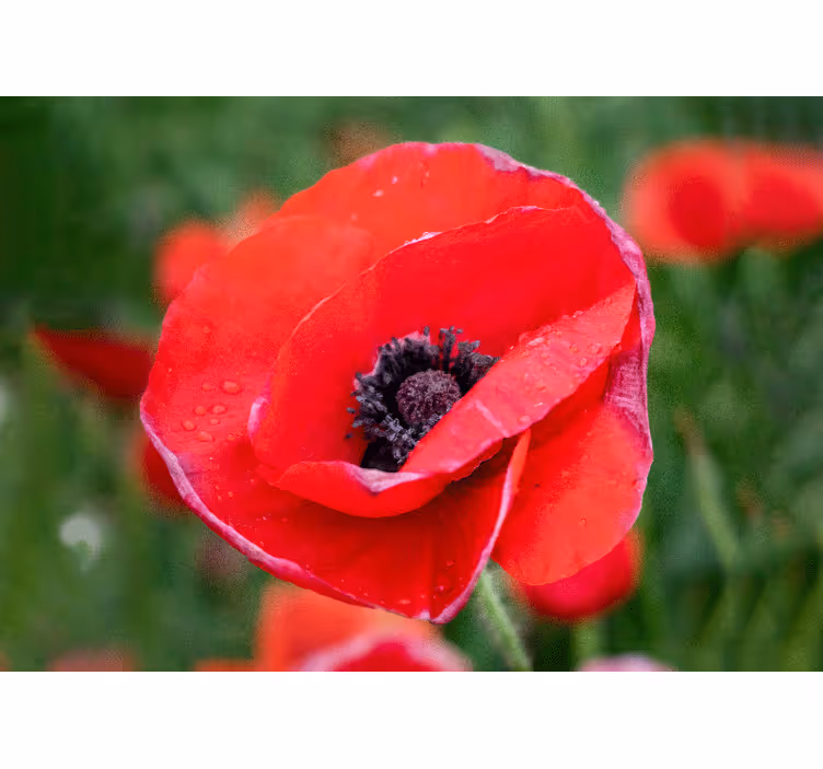 Blind bedroom in a sunny field of big red poppies - TenStickers