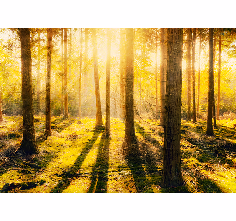 Blind bedroom with stunning birch forest sunset - TenStickers