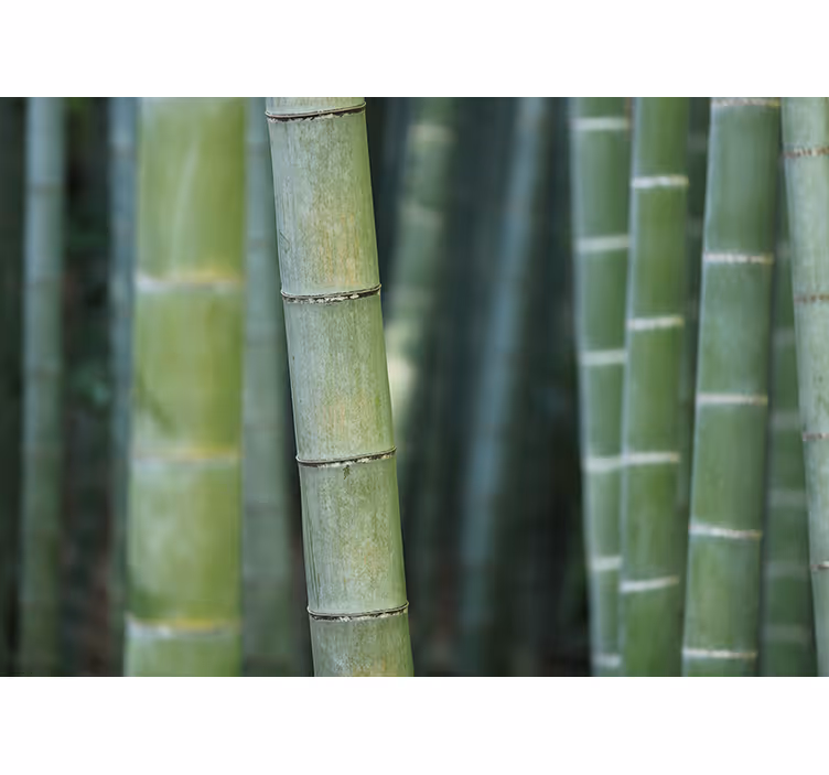 Blind bedroom bamboo canes from the forest - TenStickers