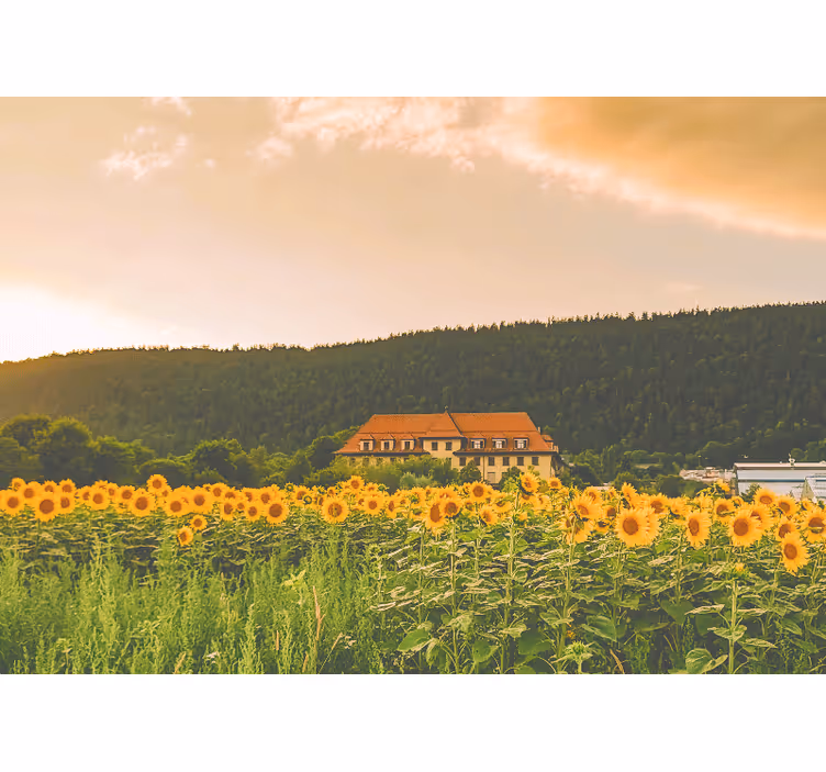 Blind bedroom of a beautiful yellow flower field - TenStickers