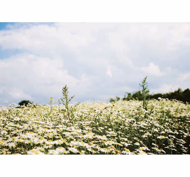 Blind bedroom in a tranquil daisy meadow - TenStickers