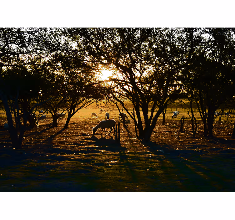 Blind bedroom serene forest at dawn - TenStickers