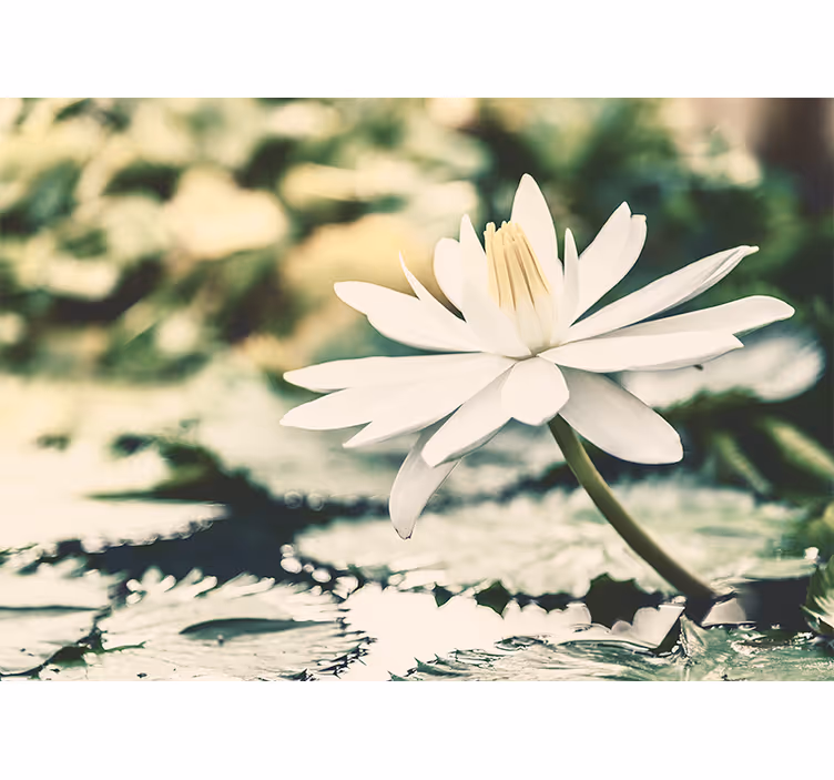 Blind bedroom white lotus on lake - TenStickers