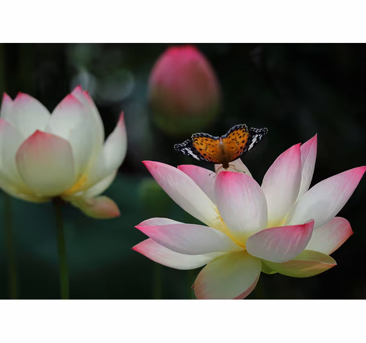 Blind bedroom bright lotus flower with butterflies - TenStickers