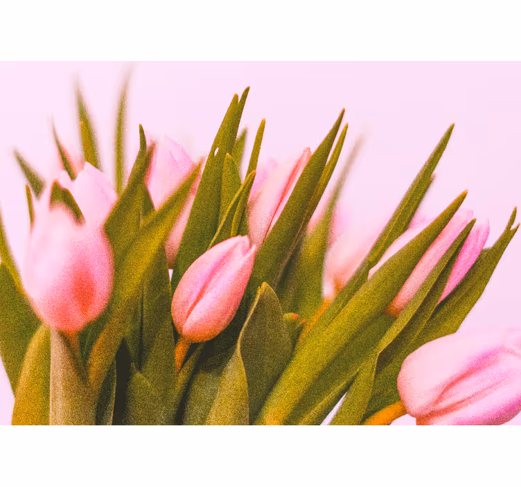 Blind bedroom tulips on pink background - TenStickers