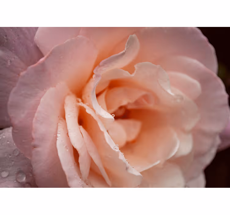 Blind bedroom elegant style pink rose water drops - TenStickers