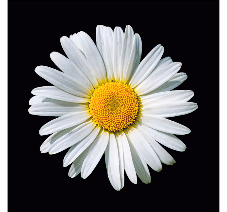 Blind bedroom black and white daisy design - TenStickers