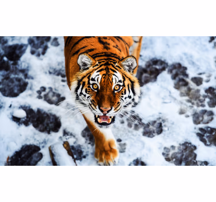 Blind bedroom fierce tiger design - TenStickers