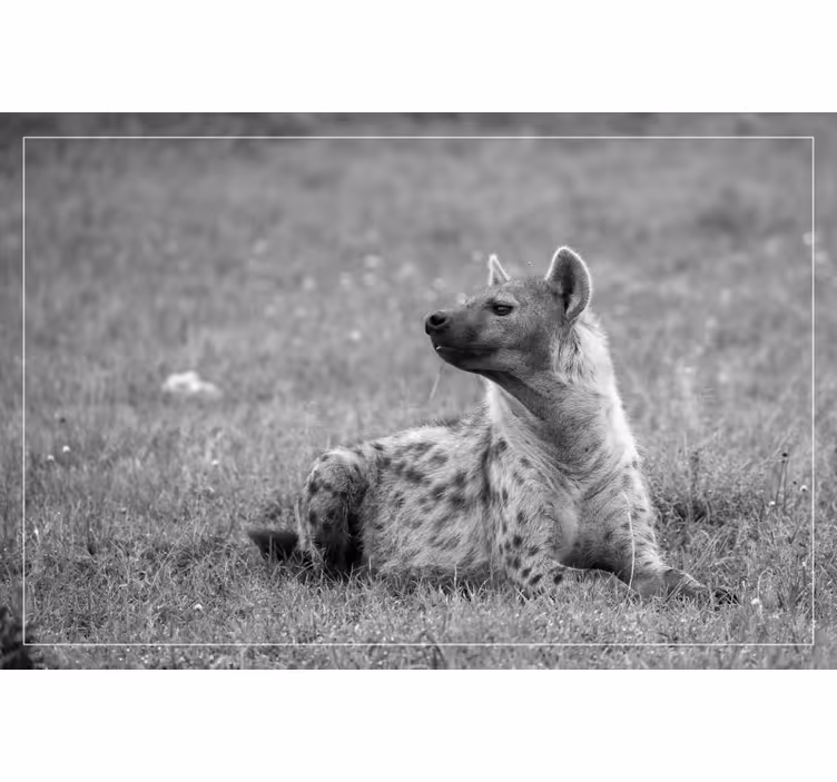 Blind bedroom adorable hyena design - TenStickers