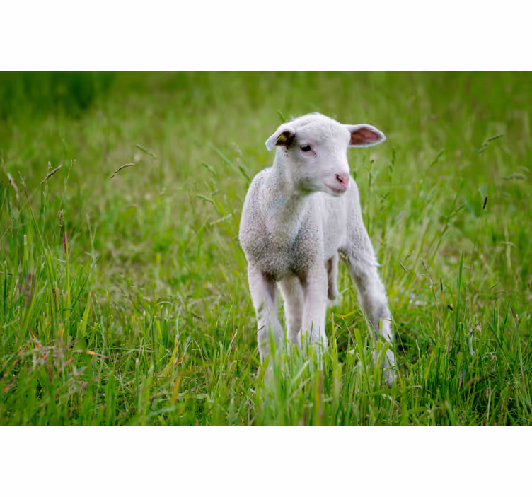 Blind bedroom cute lamb design - TenStickers