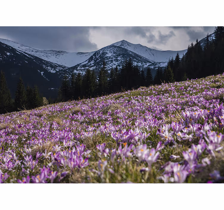 Blind bedroom beautiful crocus flower meadow - TenStickers