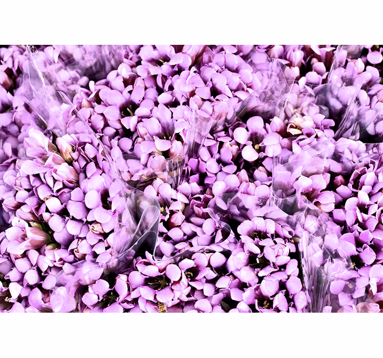 Blind bedroom meadow of purple crocus flowers - TenStickers